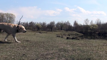 Labrador makes fun tricks