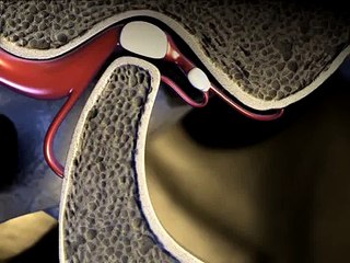 3D Medical Animation - Temporomandibular Joint || ABP ©
