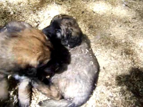 chiots léonberg des Nuits Etoilées par le Roy Tatius