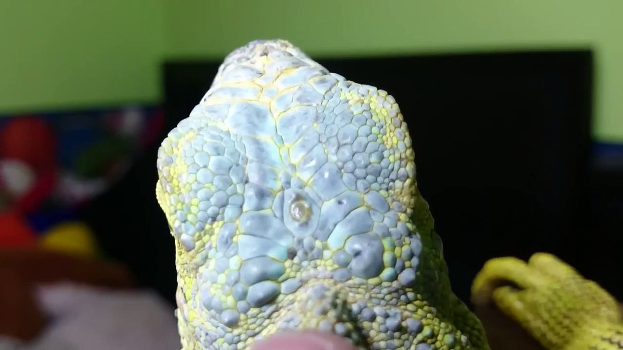 La iguana verde y su tercer ojo
