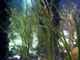 Beutetiere der Meerforelle - Unterwasserwelt der Ostsee