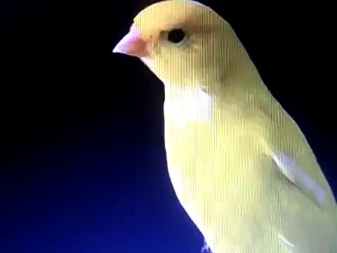 o canto do canário belga -canto para esquentar canário belga.