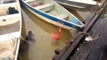Horrifying piranhas eat meat on the river