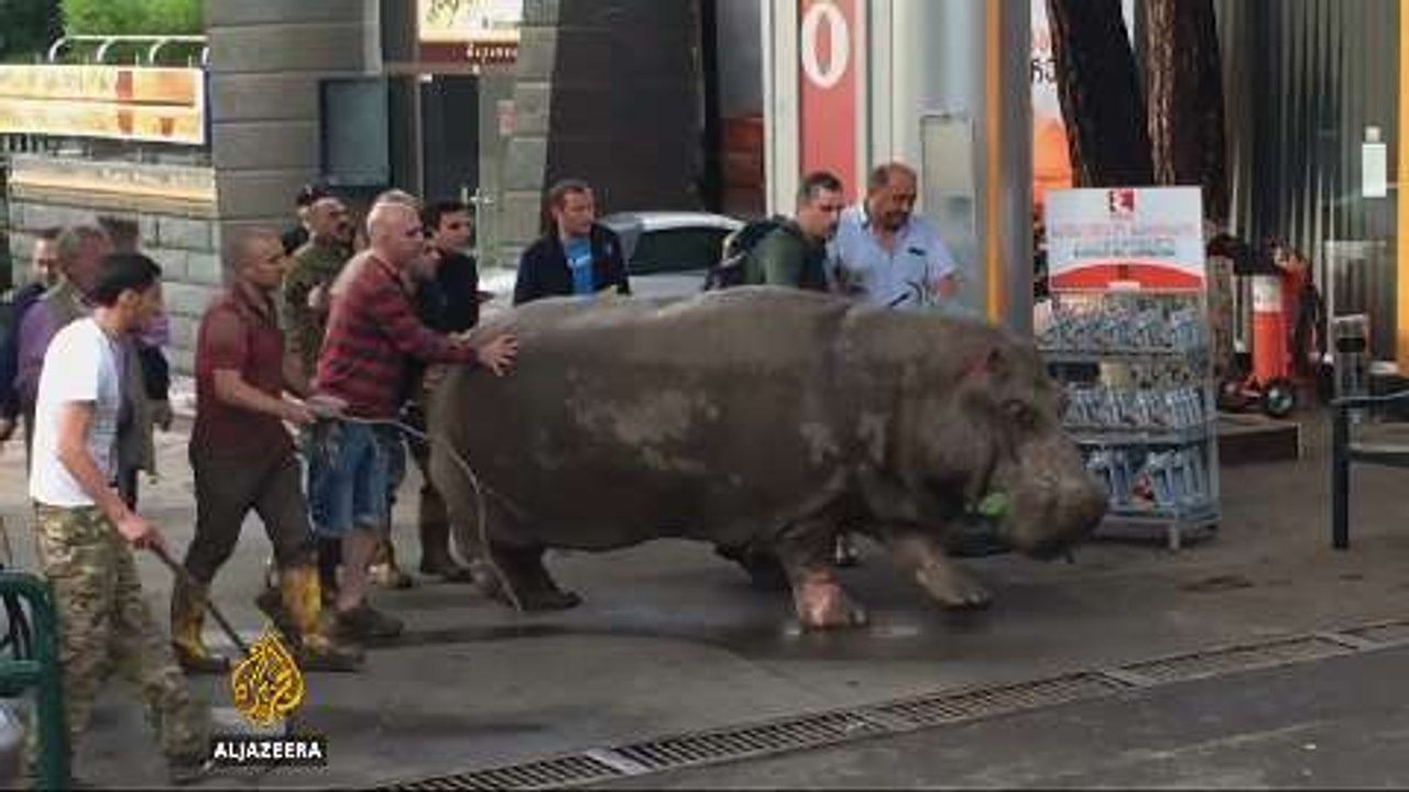 Animals may still be on the loose after Georgia floods