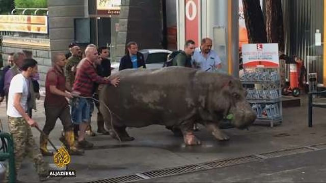 Animals may still be on the loose after Georgia floods