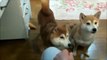 japanese dogs Shiba Inu hugging to owner