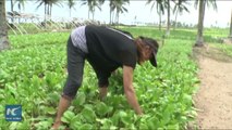 Chinese farmers open up virgin soil for vegetable in the Gulf of Guinea