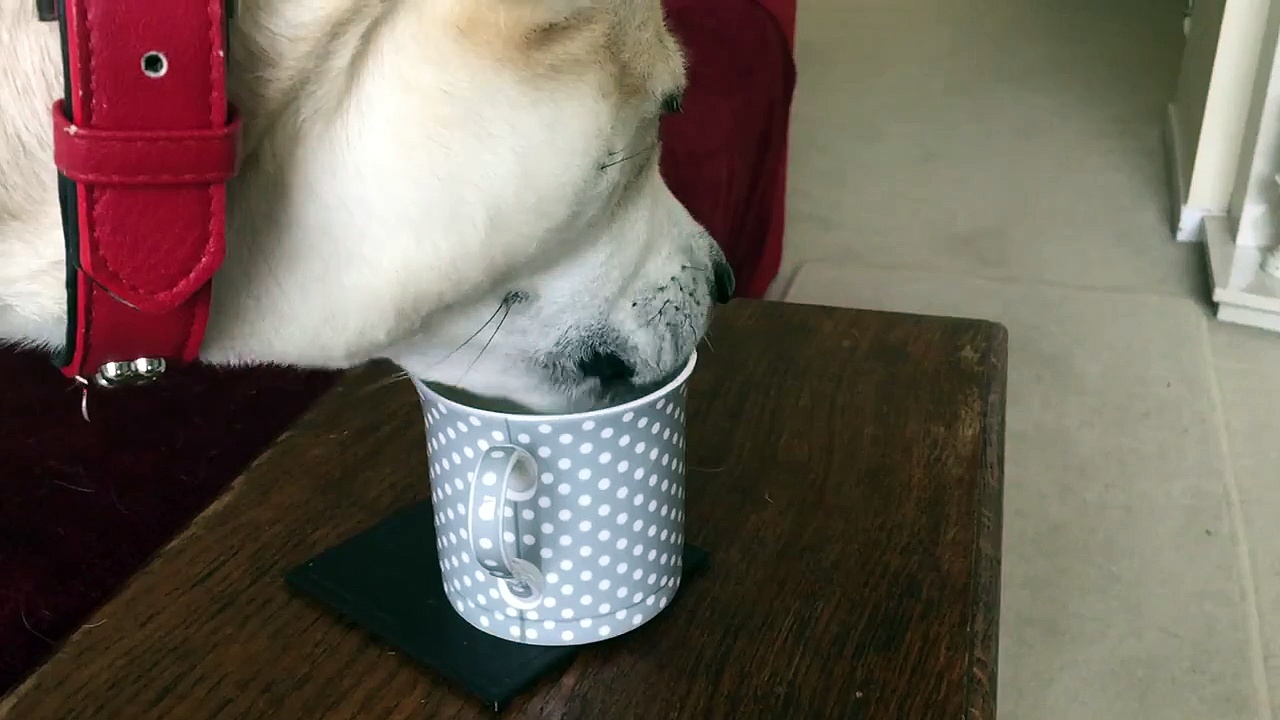 Dog drinking tea!!
