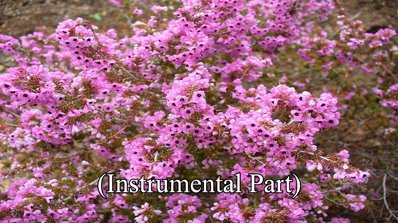 German WWII Patriotic Song - "Erika"