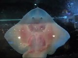 Dancing baby stingrays