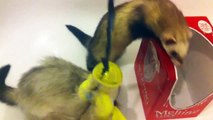 Ferrets playing - ferret coughing