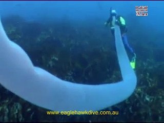 Giant pyrosome & salps - pelagic sea squirts