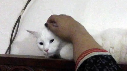 Does your cat do this