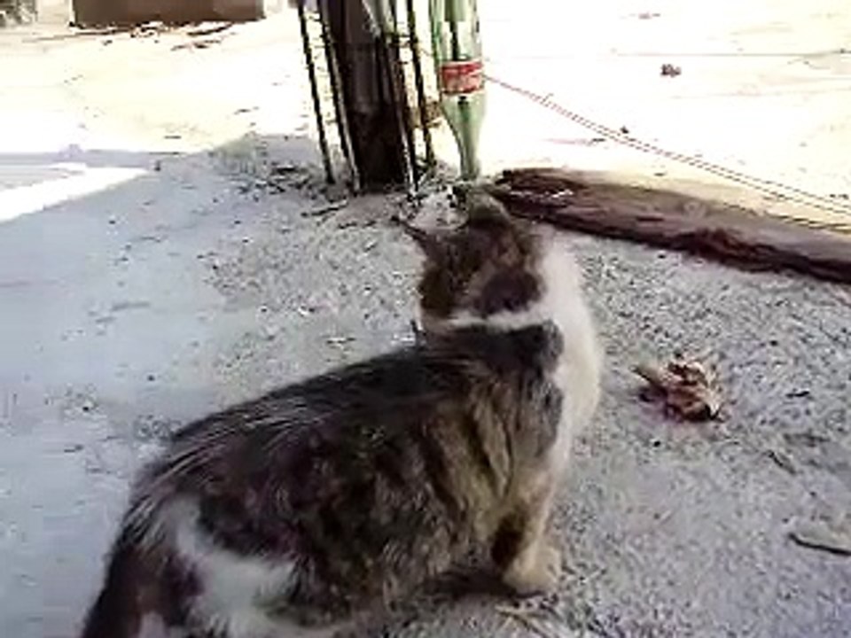 Cat eats mouse