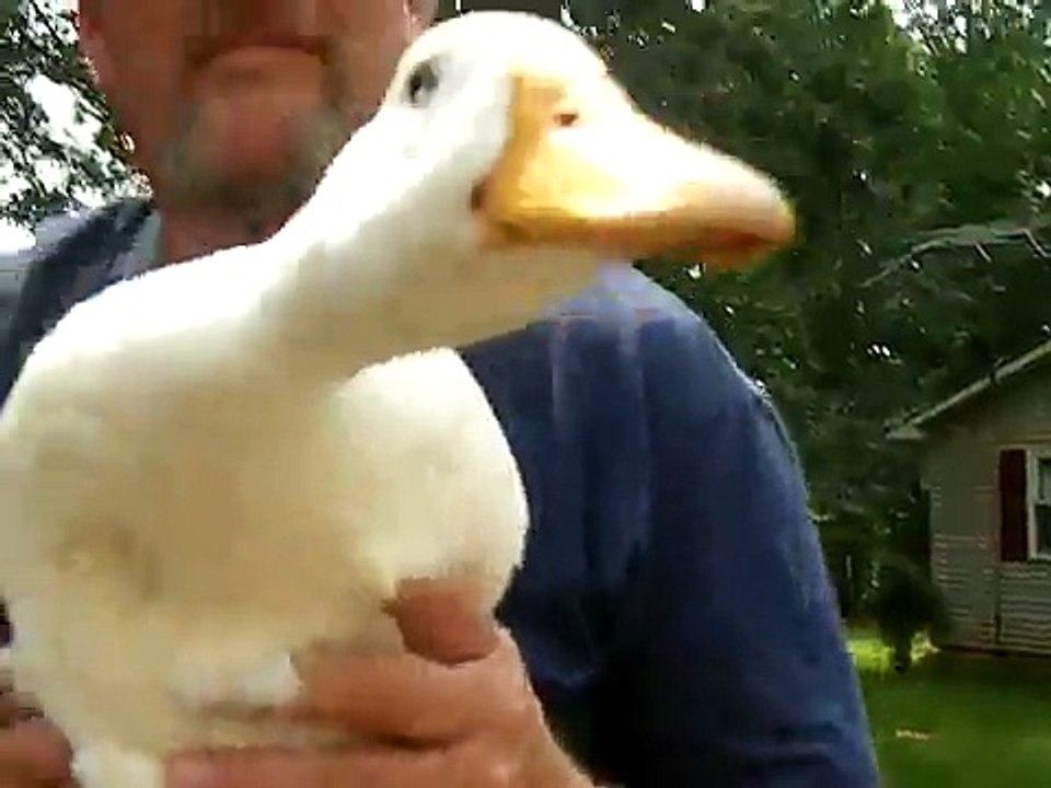 My pet duck, Francis