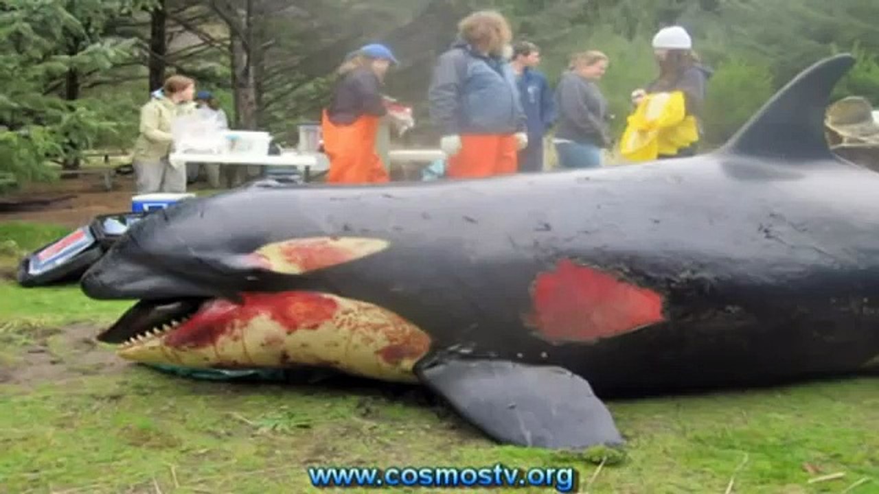 Dead orca found at Long Beach Washington