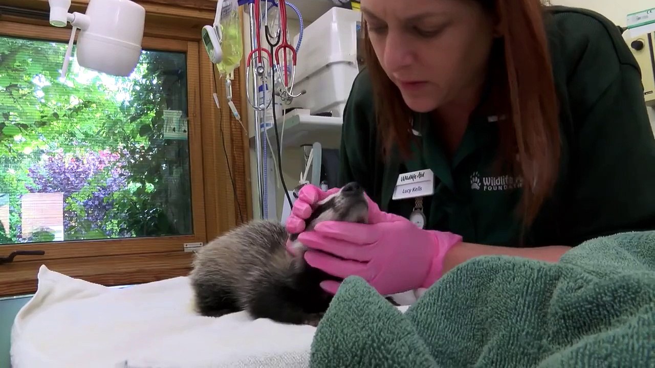 Tiny badger cub in critical condition NOW!