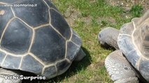 La Testuggine Gigante di Aldabra | Bioparco Zoom Torino