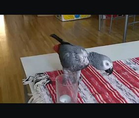 PAPEGOJAN JACKOLINA PRATAR DALMÅL !