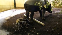 Rare Baby Malayan Tapir Born at Wild Animal Park