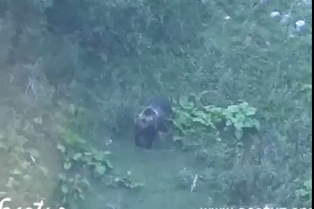 Bear vs Wild Boar