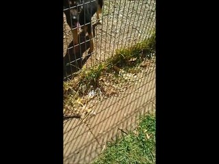 German Shepherd 3 metre Fence Jump