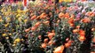 Бал хризантем в Никитском ботаническом саду (02.11.13), г. Ялта, Крым