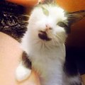 Марсик;) #cat #cats #TagsForLikes #catsagram #catstagram #instagood #kitten #kitty #kittens #pet #