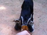 Baby Goat sucks a bottle...