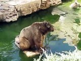 حديقة حيوانات المالحة بالقدس الدببة