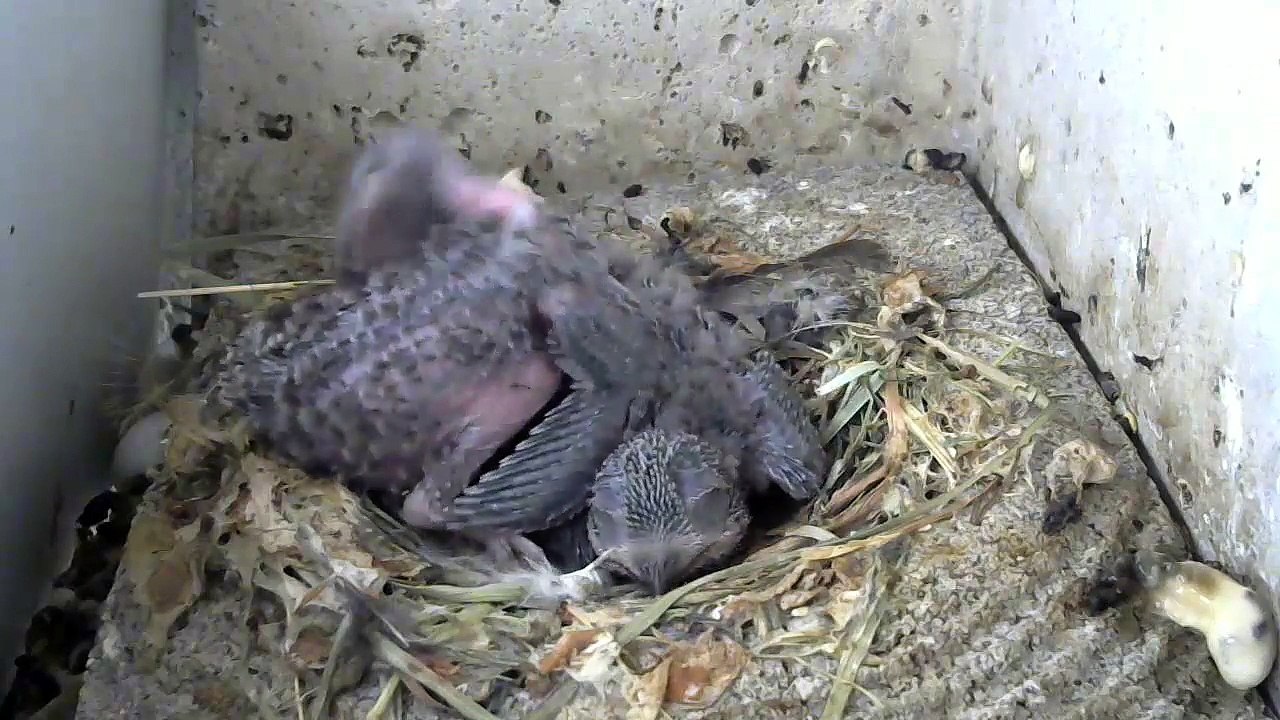20.6.-15:38-0:23 Mauersegler - Kamera im Nistkasten - 2 Junge (REPLAY)