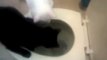 Gatos graciosos-Cutie Cats-Funny Cats-Cosita Negra lava el inhodoro (Cosita Negra cleans the toilet)