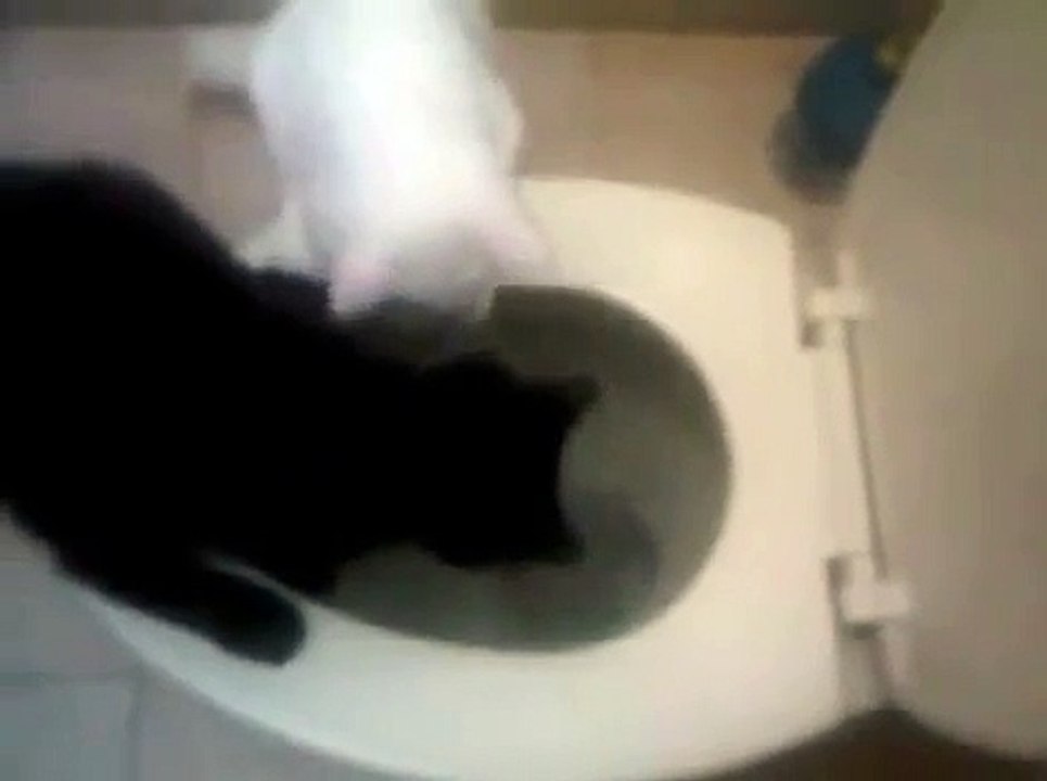 Gatos graciosos-Cutie Cats-Funny Cats-Cosita Negra lava el inhodoro (Cosita Negra cleans the toilet)
