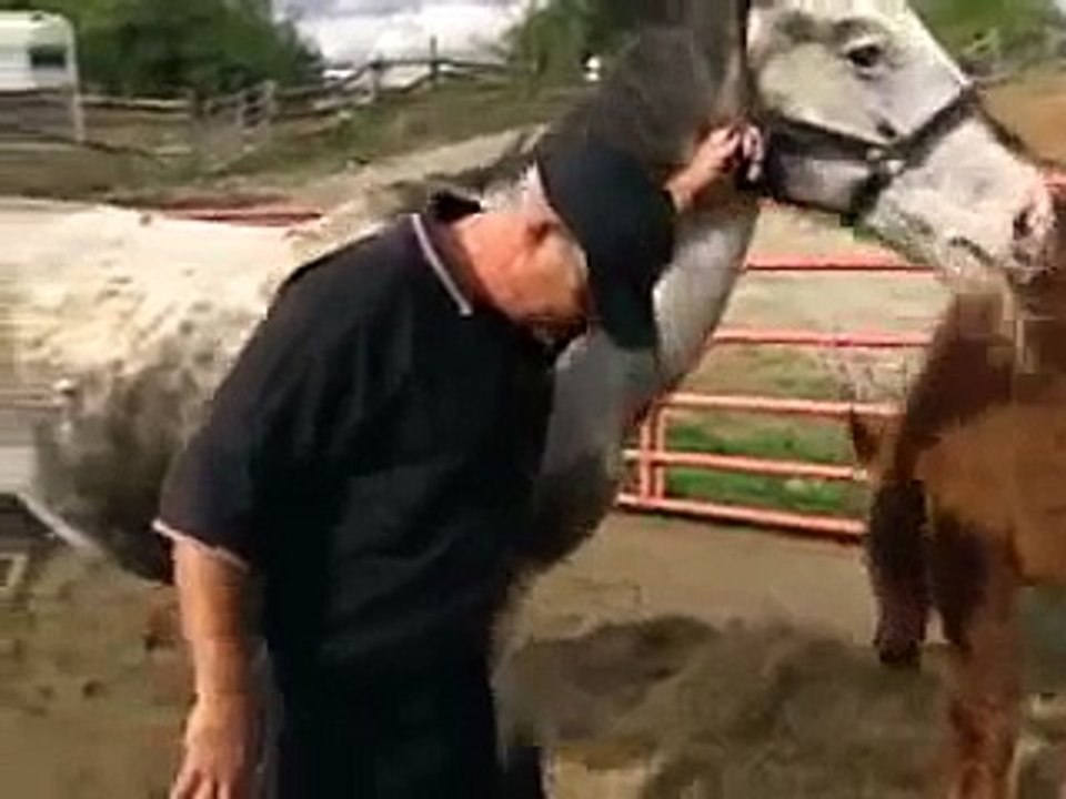 Horse Abuse