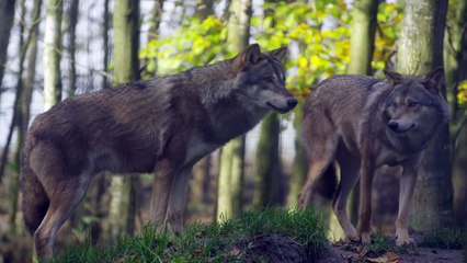 Wolf pack - Free HD and 4K stock footage