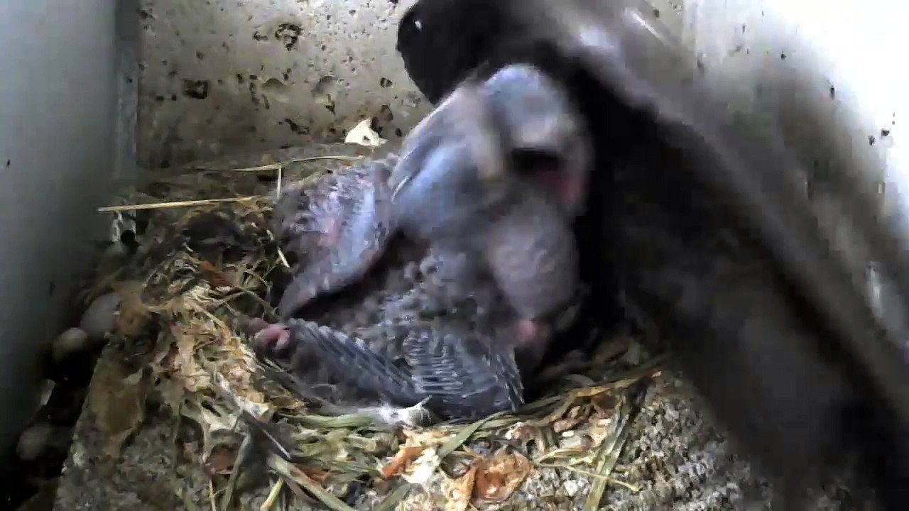 20.6.-18:13-2:01 Mauersegler - Kamera im Nistkasten - 2 Junge (REPLAY)