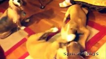 Pit Bull Attacks Basset Hound and Basset Hound Retaliates