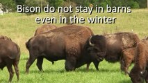 Grass Fed Bison: Buy Organic, Grass Fed & Grass Finished Bison