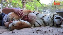 Florida Woman Keeps Bengal Tigers In Her Garden video