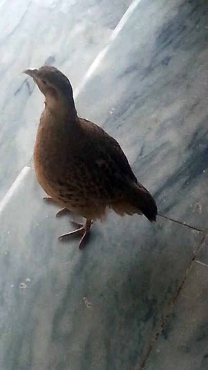 my partridge .. 11 month