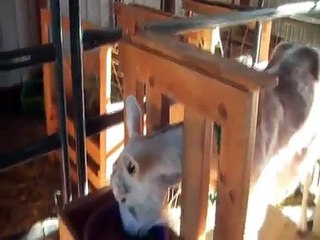 Goat milk stanchion & 4' feeder