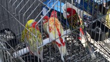 Птичий  рынок на острове Сите
