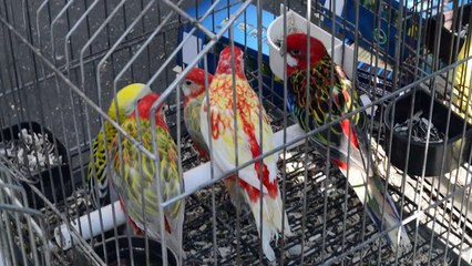 Птичий  рынок на острове Сите