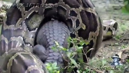 هل شاهدت أفعى تبتلع تمساح؟؟