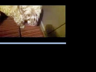 Barnabé de la Brionnerie, Soft Coated Wheaten Terrier, pétant les plombs dans la voiture