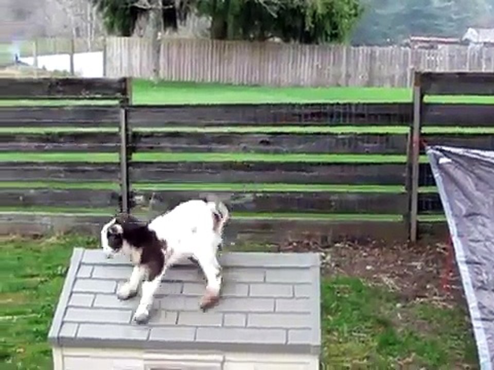 baby goat learning to climb and jump