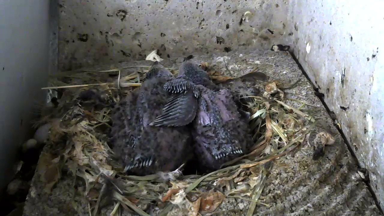 20.6.-17:21-0:33 Mauersegler - Kamera im Nistkasten - 2 Junge (REPLAY)