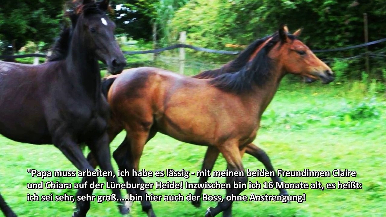 P.S.I. Pferdeauktion Ankum 2015: Totilas bekanntestes Fohlen Tamina T. blickt auf PSI Pferde Auktion