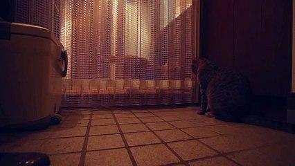 ねこ脱獄の手口-玄関脱走防止カーテンの抜け道-The Great Escape Cat 2-/マンチカン力丸