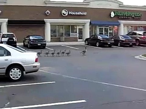 A Big Family of Canadian Geese